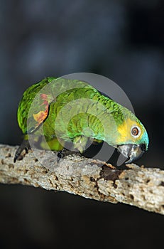 Blue-Fronted Amazon Parrot or Turquoise-Fronted Amazon Parrot, amazona aestiva, Adult standing on Branch, Pantanal in Brazil