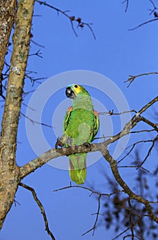 Blue-Fronted Amazon Parrot or Turquoise-Fronted Amazon Parrot, amazona aestiva, Adult standing on Branch, Pantanal in Brazil