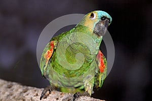 Blue-Fronted Amazon Parrot or Turquoise-Fronted Amazon Parrot, amazona aestiva, Adult standing on Branch, Pantanal in Brazil