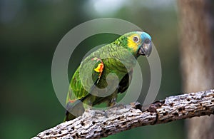 Blue-Fronted Amazon Parrot or Turquoise-Fronted Amazon Parrot, amazona aestiva, Adult standing on Branch, Pantanal in Brazil