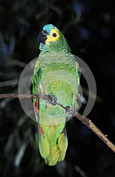 Blue-fronted Amazon Parrot or Turquoise-Fronted Amazon Parrot, amazona aestiva, Pantanal in Brazil