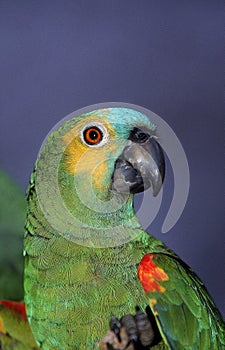 Blue-fronted Amazon Parrot or Turquoise-Fronted Amazon Parrot, amazona aestiva, Pantanal in Brazil