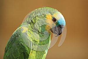 Blue-fronted amazon