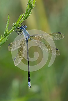 Blue-fronted dancer damselfly