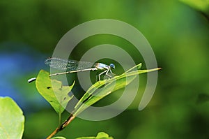 Blue-fronted Dancer Damselfly  40369