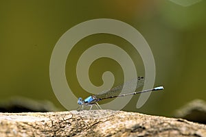 Blue-fronted Dancer Damselfly  54408