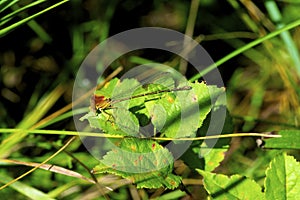 Blue-fronted Dancer Damselfly  54409