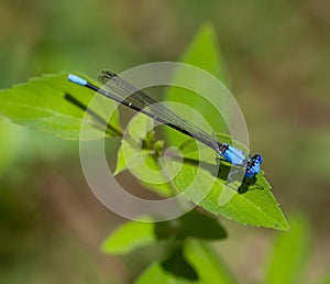 Blue-fronted Dancer