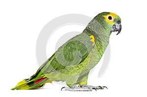 Blue-fronted parrot, Amazona aestiva, Isolated on white