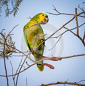 Blue-fronted parrot, parrot resting on the branch of a tree