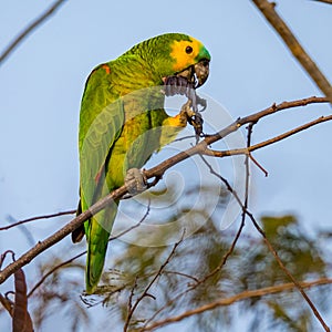 Blue-fronted parrot, parrot resting on the branch of a tree eating seeds