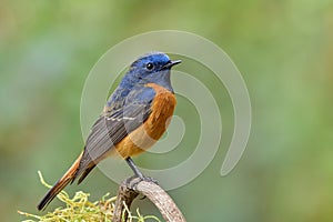 Blue-fronted Redstart Phoenicurus frontalis blue and orange feathers with sharp beaks and oval eyes happily perching on