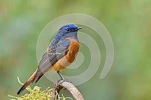 Blue-fronted Redstart Phoenicurus frontalis blue and orange feathers with sharp beaks and oval eyes happily perching on photo