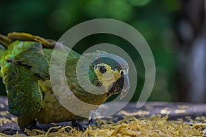 The blue-fronted or turquoise-fronted amazon Amazona aestiva sits and eat pasta. Its a mainly green parrot about 38 cm 15 in