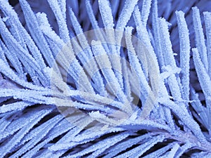 Blue frost background - Stock Photos