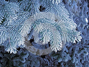 Blue frost tree, super frost space needle. Snowing blue tree branches