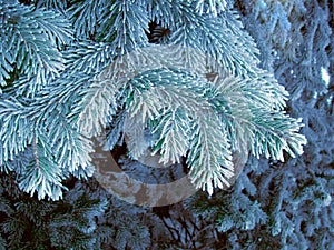 Blue frost tree, super rime space needle. Snowing blue tree branches