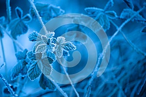 Blue frosty leaves background - Abstract