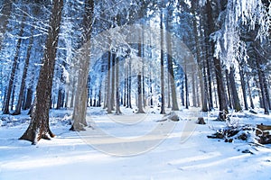 Blue frosty winter forest landscape