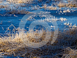 Blue Frozen Duck Pond