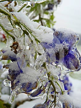 Blue Frozen Iced Delphinium Flowers