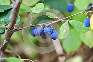 Blue fruits on the damson tree.