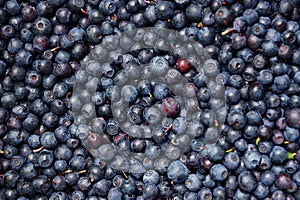 Blue fruity background of small ripe blueberries