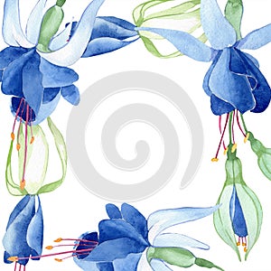 Blue fuchsia. Floral botanical flower. Watercolour drawing fashion aquarelle isolated. Frame border ornament square.