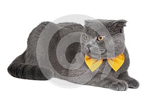 Blue funny british cat beautiful with  bow tie isolated on the white background