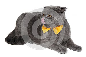 Blue funny british cat beautiful with  bow tie isolated on the white background