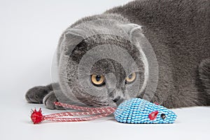 Blue funny british cat beautiful isolated on the white background