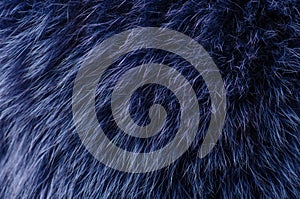 Blue fur macro