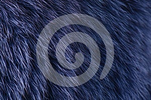 Blue fur macro