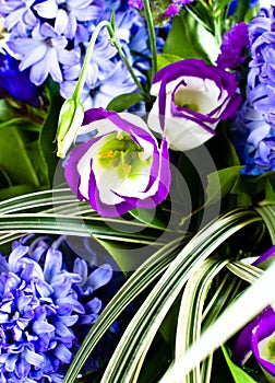 Blue fuzzy (hyacinthus orientalis) bouquet