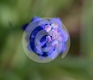 blue garden flower for bees photo
