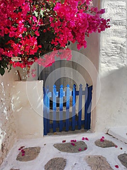A blue garden gate surrounded by bouganvillea at the Greek island of Sikinos.
