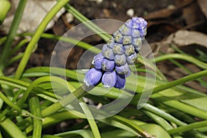 Blue garden hyacinth amongst leaves and foilage photo