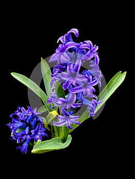 Blue garden hyacinth closeup isolated on black background