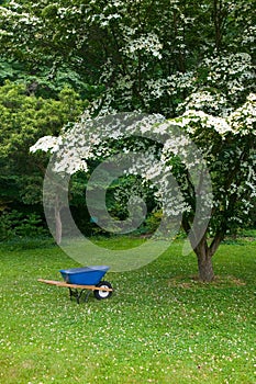 Blue garden wagon in garden of Barnes Museum Philadelphia, Pennsylvania