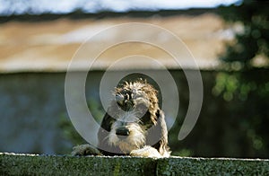 Blue Gascony Griffon Dog, Guarding House