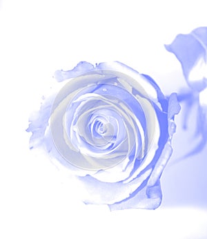 Blue gauzy rose