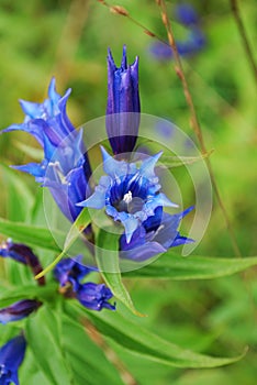 Blue gentian