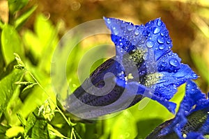 Blue gentian with dew drops photo