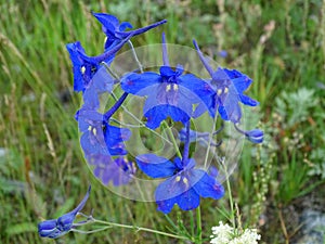 Blue gentian flowers on the meadow