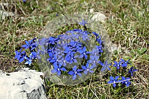Blue gentian (Gentiana verna) blossom in Bosnia photo