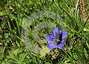 Blue Gentian on a green meadow