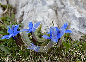 Blue gentian in nature