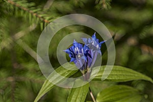 Blue gentian in Slovakia mountains