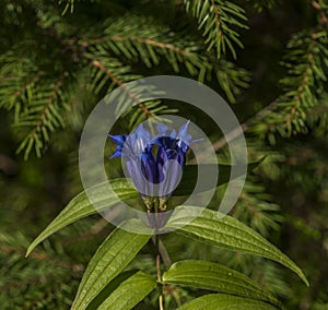 Blue gentian in Slovakia mountains