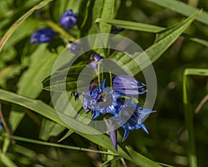 Blue gentian in Slovakia mountains